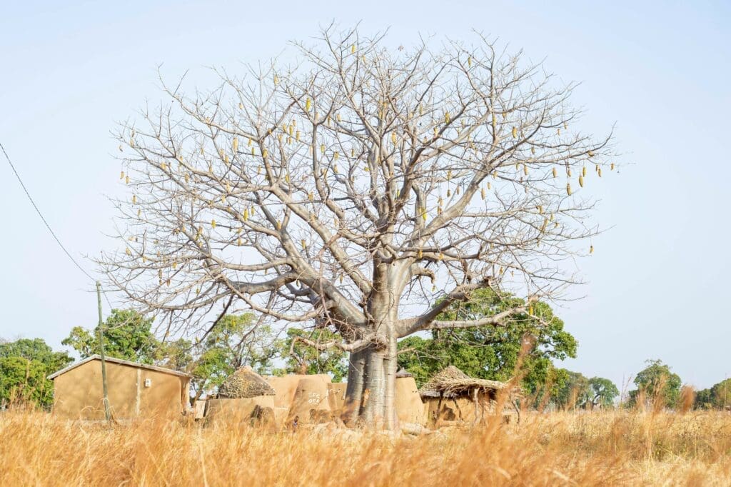 Image of an baobab tree with fruit pods from which baobab powder is processed